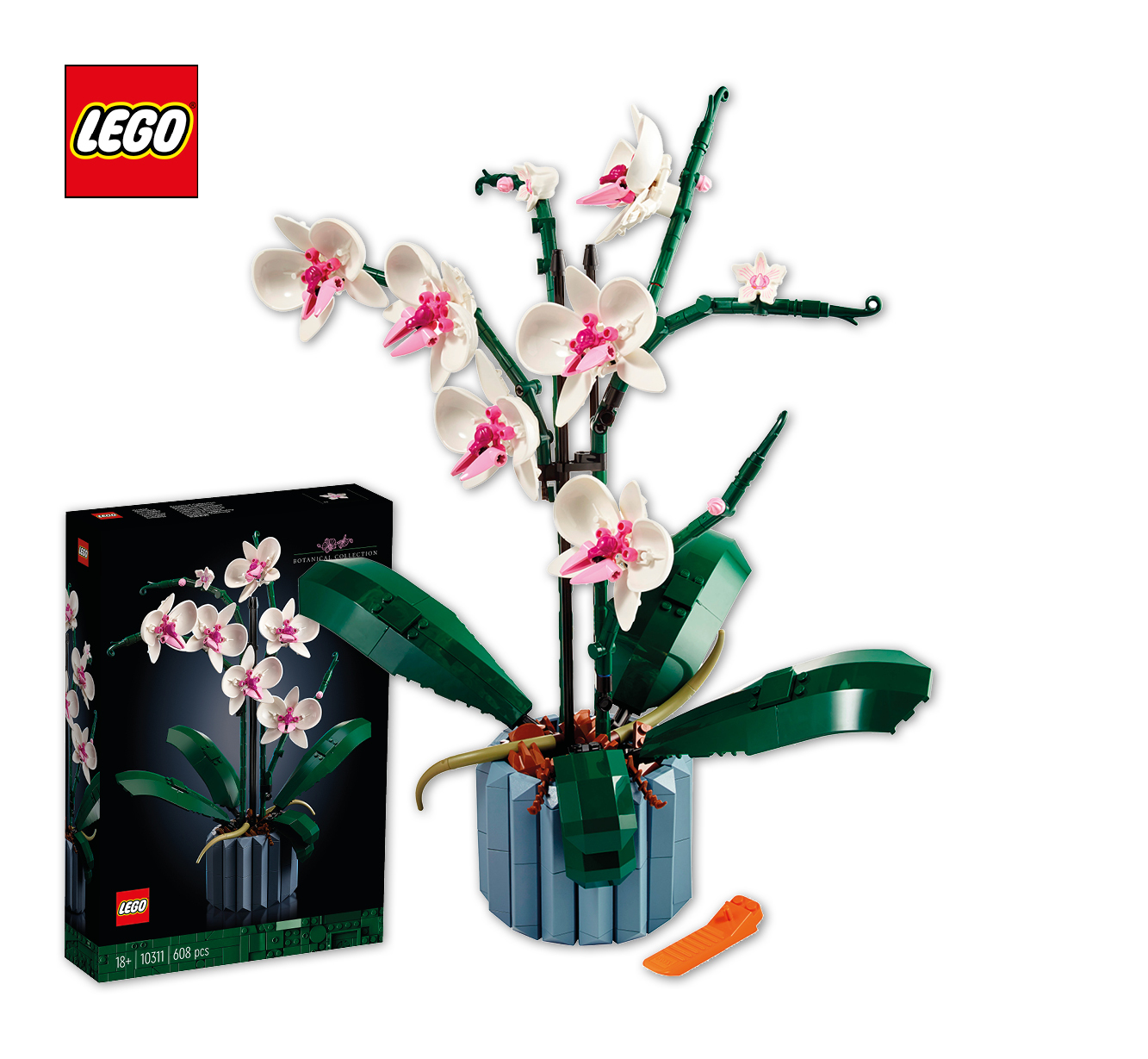 Orchidee