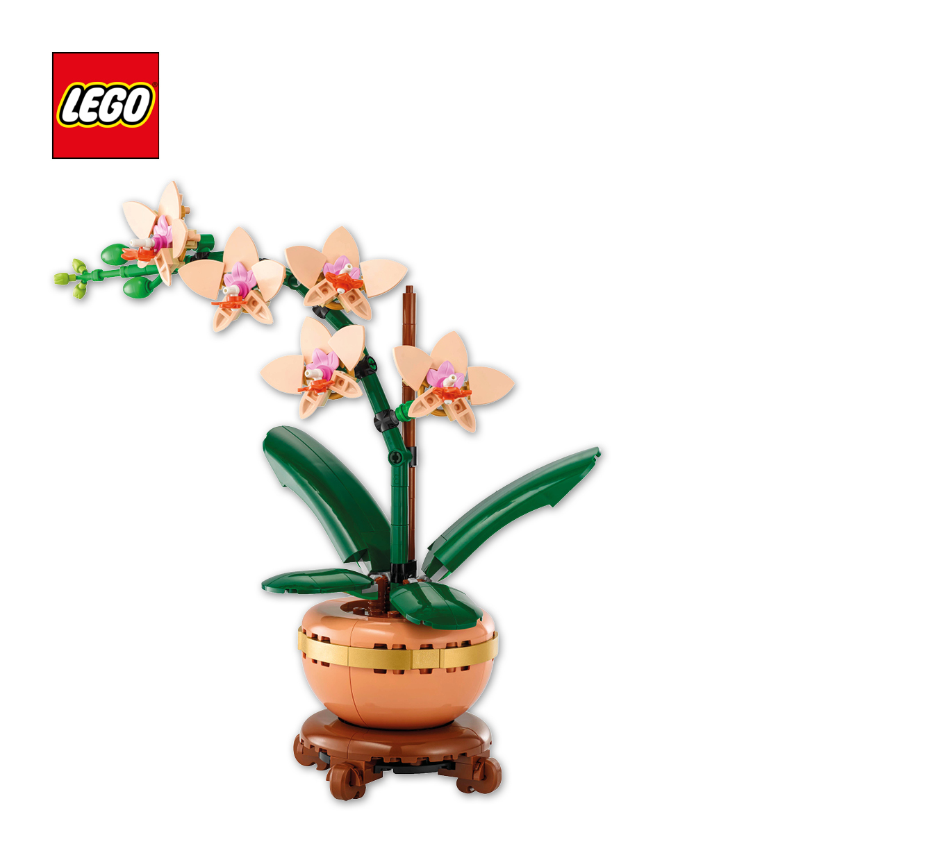 Mini-Orchidee